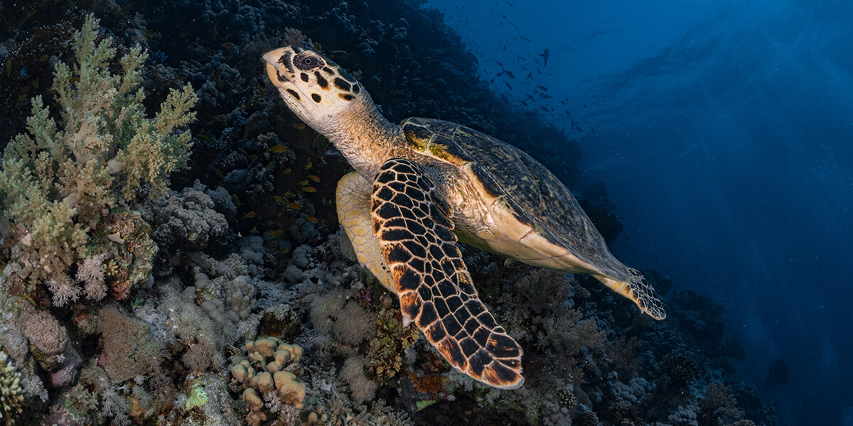 The mesmerizing marine life of Zanzibar